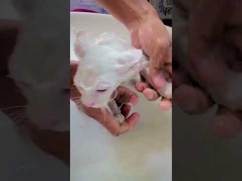 #avengers #cat #cartoon #animals #superhero #funny #cute #meow #unstoppable #haveitoldyoulatelytha