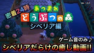 道端で寝るなんて意外とお茶目!?　シベリアだらけの5分間♪ あつ森のBGMだけで究極の癒し!!【密着24時 シベリア編 あつまれどうぶつの森】