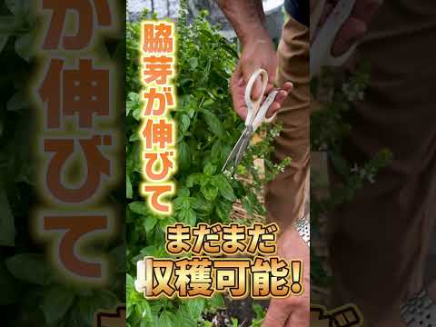 バジルを正しく切る: これが仕組みです 植物
