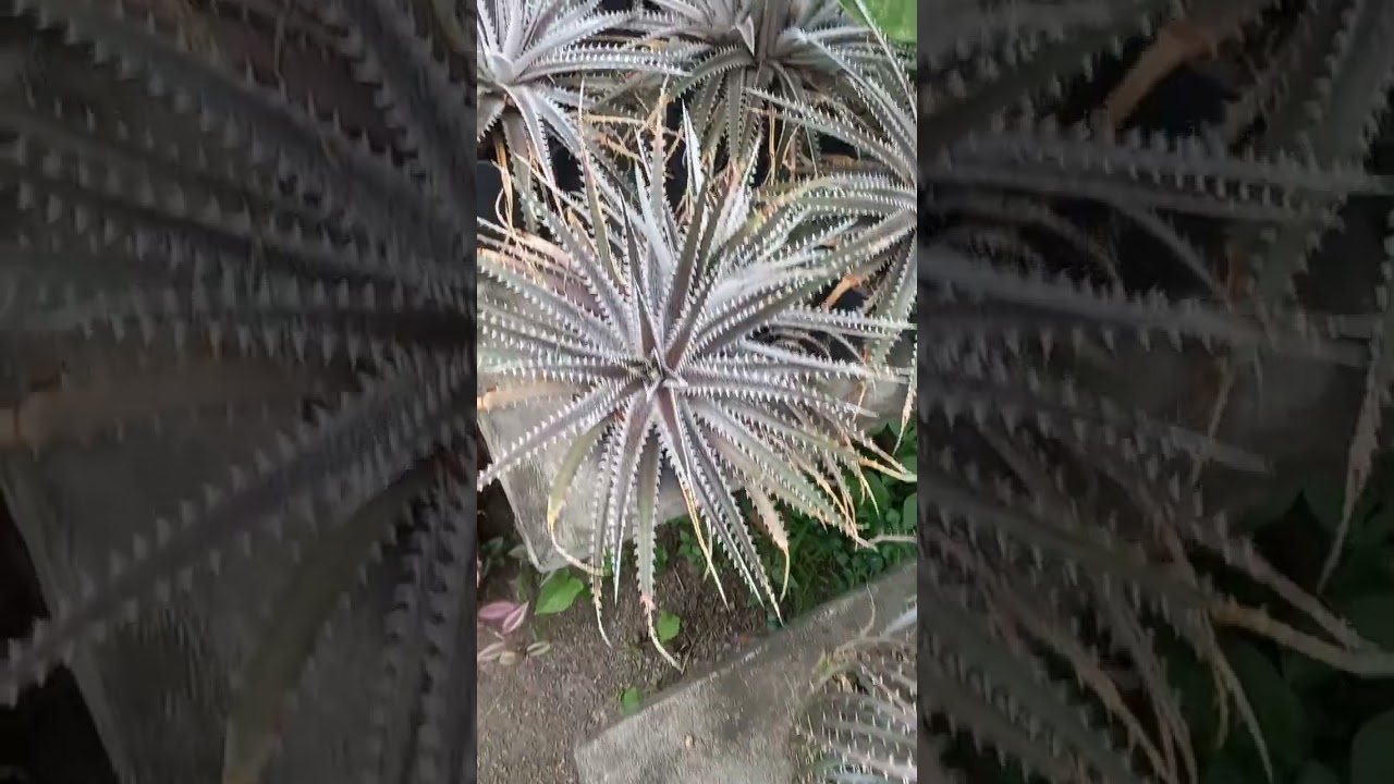 membuat indukan dyckia