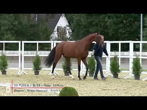 35 Hengst v  Ampère   Royal Diamond