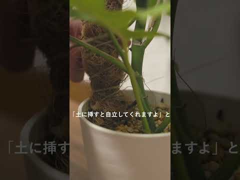 伸びすぎた植物を防ぐためのヒント 庭の練習