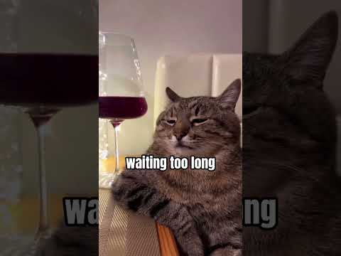 Mistakes Every Cat Owner Should Know