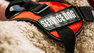 These Are Top 10 Service Dog Breeds in the World