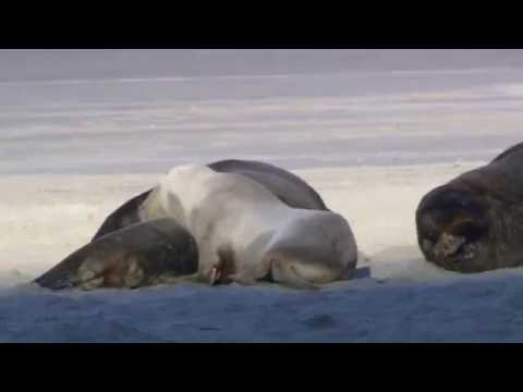 Introdução a Ecologia
