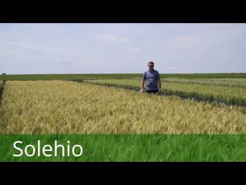 Pszenica KWS Solehio: bardzo wczesna ostka jakościowa