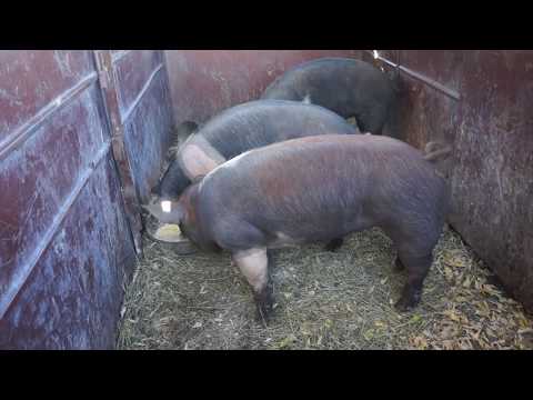 Our Experience Raising Pigs for Meat