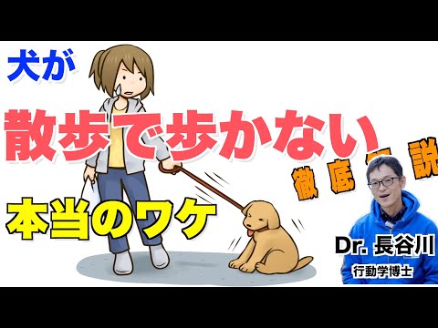 私の犬が通りを歩きたがりません - どうすればいいですか?