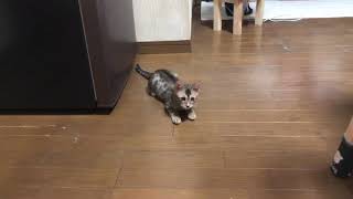 #ベンガル猫 #生後二ヶ月半 ルイの成長日記十日目(´ ˘ `๑)♡