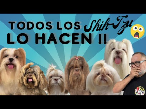 TOP 10 COSAS que HACEN TODOS los Shih Tzu by Alex Santillana