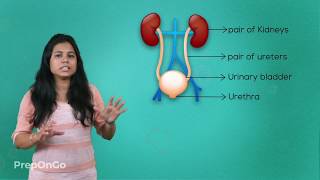 Life Process - 15 | Excretion in Human Beings | CBSE Class 10