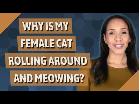 Why is my female cat rolling around and meowing?