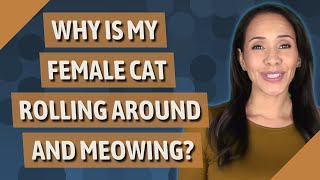 Why is my female cat rolling around and meowing?