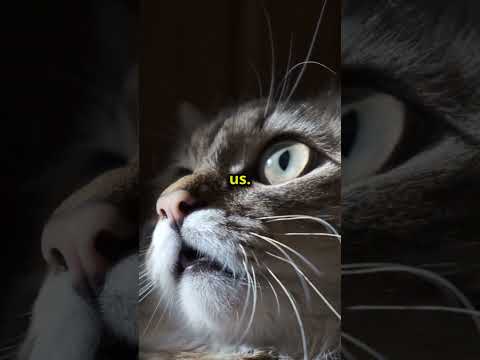 5 Strange Cat Habits Finally Explained! 😺 (You’ll Be Shocked!)  #catshorts