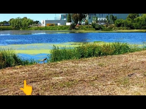 #nature Naturaleza 💚 Lago Lagomar, Canelones, Uruguay 🇺🇾