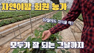 자연이팜 회원 농가들의 딸기 작황은?