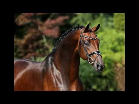 4yo stallion by Fürstenball x Royal Dance