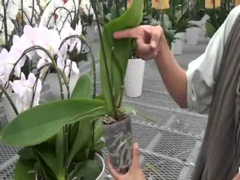 花が終わった蘭の世話はどうすればよいですか？茎をどこで切り、再び花を咲かせるにはどうすればよいですか？  庭園