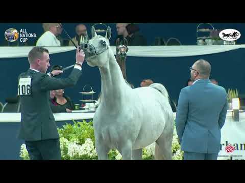 N 106 D NAWASY   AACHEN 2022   38° All Nations Cup   Mares 4 6 Years Old Class 7B