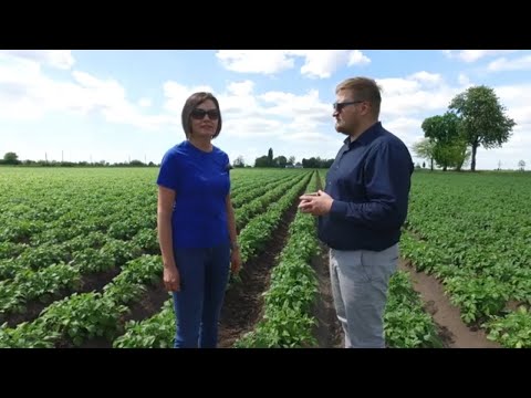 Uprawa ziemniaka jadalnego - kluczowe czynniki | Timac Agro
