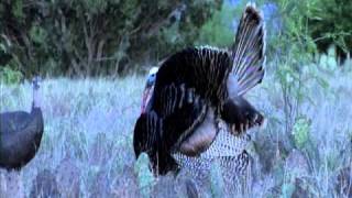 Eddie Stevenson Trijicon Turkey Hunt at Live Oak Hunting Lodge