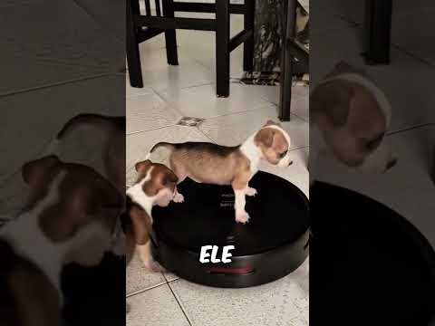 Ele Gosta MUITO DISSO!! #incrível #curiosidades