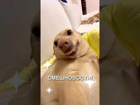 Смешновости 129 - для хорошего настроения! 😂 #истории #история #новости #новость #shorts