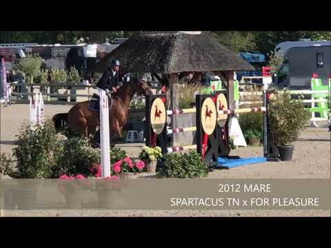 MUSICA VAN'T ROOSAKKER GP YH7 CSI3* LIER SEPTEMBER 2019
