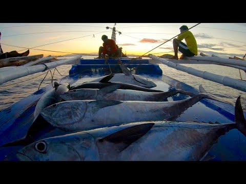 Catching a Skipjack Tuna using handline fishing @ 3 am - 5 am.