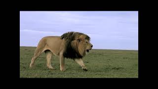 National Geographic Reading Explorer 2 Unit 2 The Lion's Roar