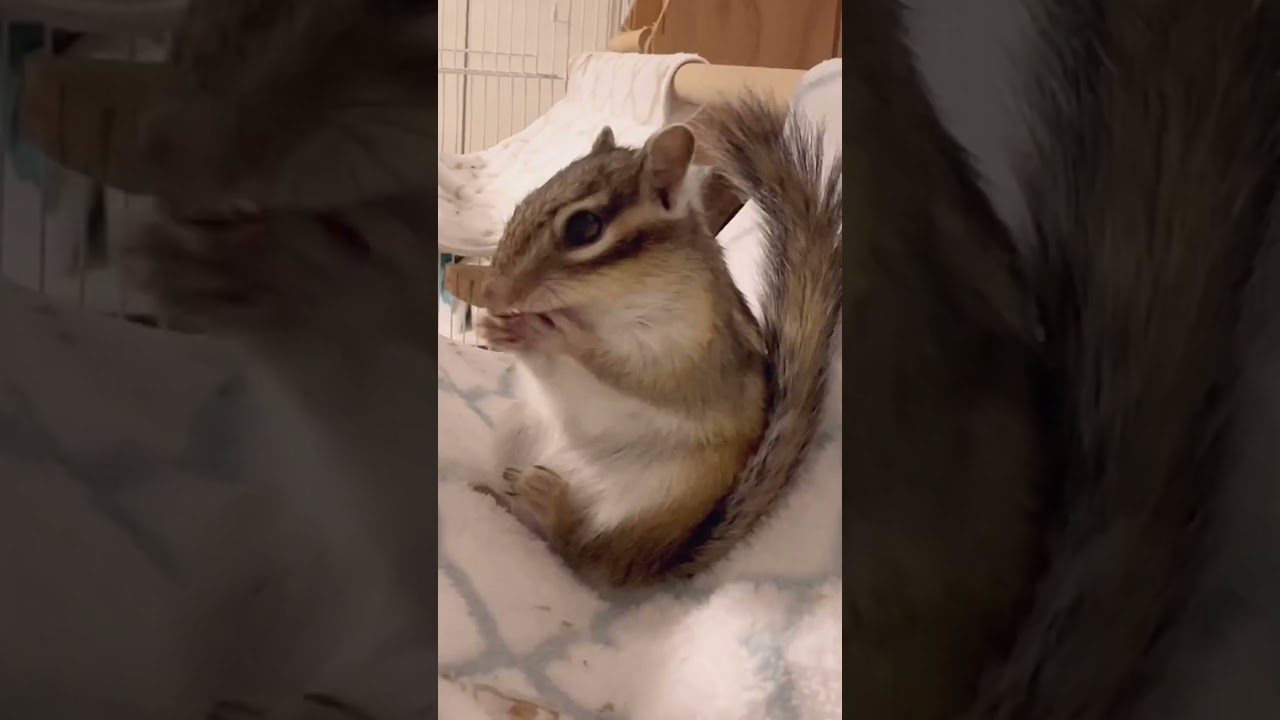 発情期に鳴きながら毛繕いするリス #shorts