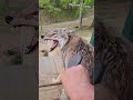 Convincing Coyote To Be Brushed! #weavethecoyote #wildlife #cute #animals #animal #dog #wolf #funny