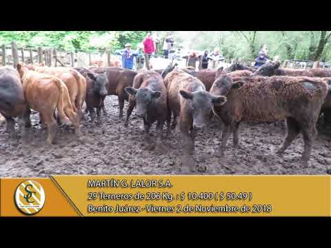 02-11-18 Venta de Machos - Martin G. Lalor S.A. - Benito Juárez
