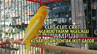 Download lagu kenari gacor panjang Cuit Cuit EMOSI, Pancingan Kenari Paud Belajar Bunyi, terapi AMPUH Kenari MACET mp3