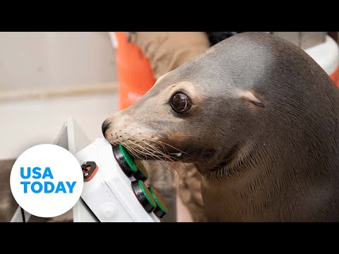 Sea lions taught how to play video games by US Navy scientists USA TODAY