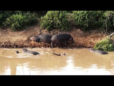 Hippo Highlights