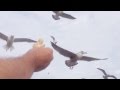 Seagull Frenzy
