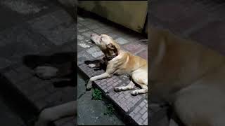 Download lagu This dog was crying for his owner #dog #dogs #abandoned #pet #voiceless #stray mp3
