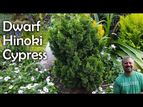 Dwarf Hinoki Cypress - Chamaecyparis obtusa 'Nana'