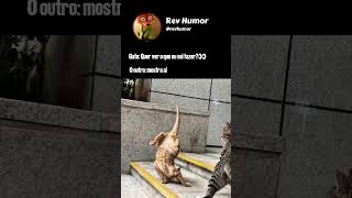 Gato kung-fu kkkkk @DiegoeArnaldo #CaminhoneteInteiraCP2