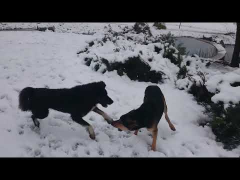 A fierce fight between my dogs over which one to play with 😂😂