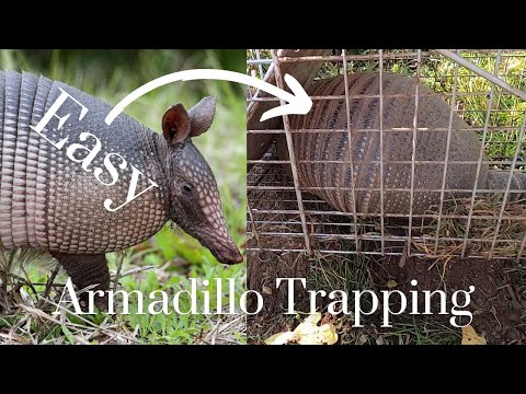 Bait For Armadillo Trap
