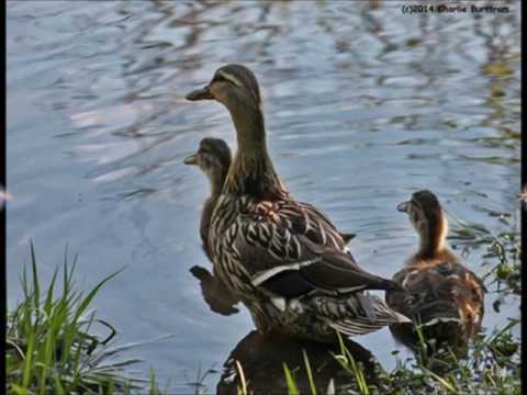 download lagu mp3 mp4 Carpenter Middle Ages, download lagu Carpenter Middle Ages gratis, unduh video klip Carpenter Middle Ages