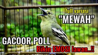 Download lagu Sirtu gacor full variasi mewah,terbukti Ampuh bikin emosi lawan mp3