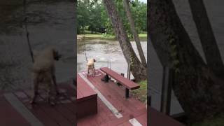 Dogs (Buster &amp; Jazz) panic when owner swings out and falls into lake, then swim out to rescue him.