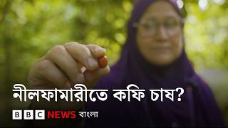 কেন কফি চাষ বেছে নিলেন খাদিজা? নীলফামারীর এক সাহসী সিদ্ধান্তের গল্প