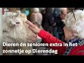 De oppas-oma is er ook voor de hond: 'Blij als hij komt, maar ook als hij weer gaat' | RTV Utrecht