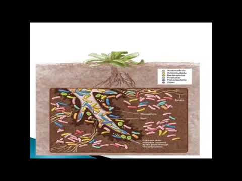 Microbiologia do Solo II