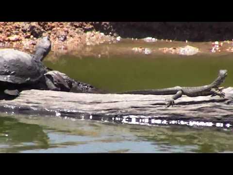 Djuma: Young Water Monitor Lizard and Terrapins - 11:50 - 11/05/18