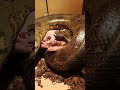 Anaconda Eating A Piglet